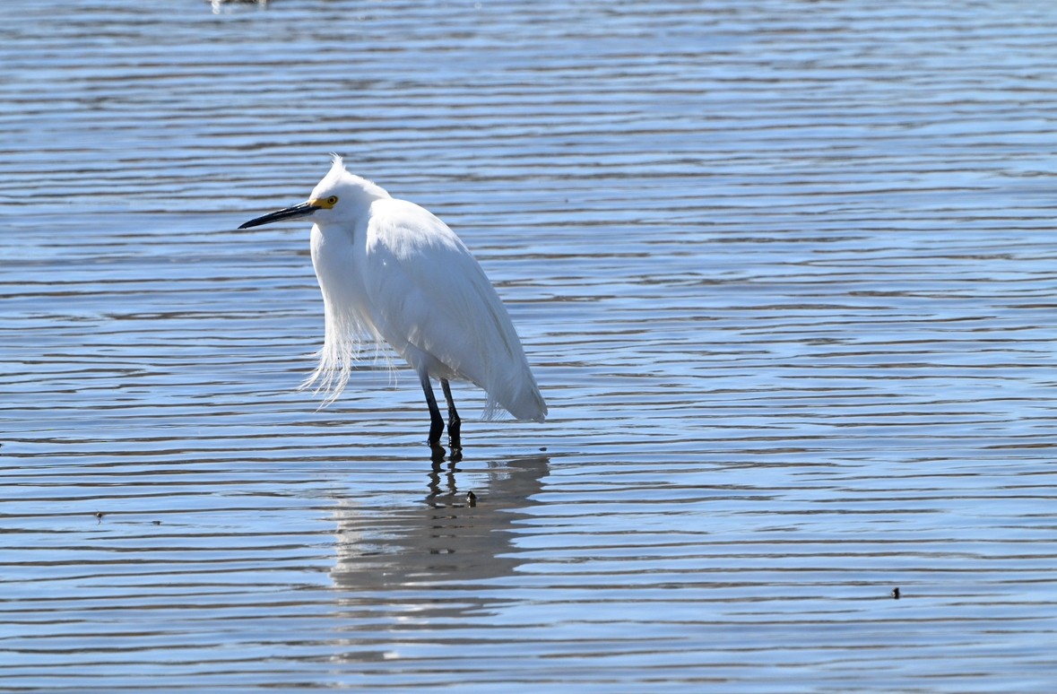 Snowy Egret - ML632769633