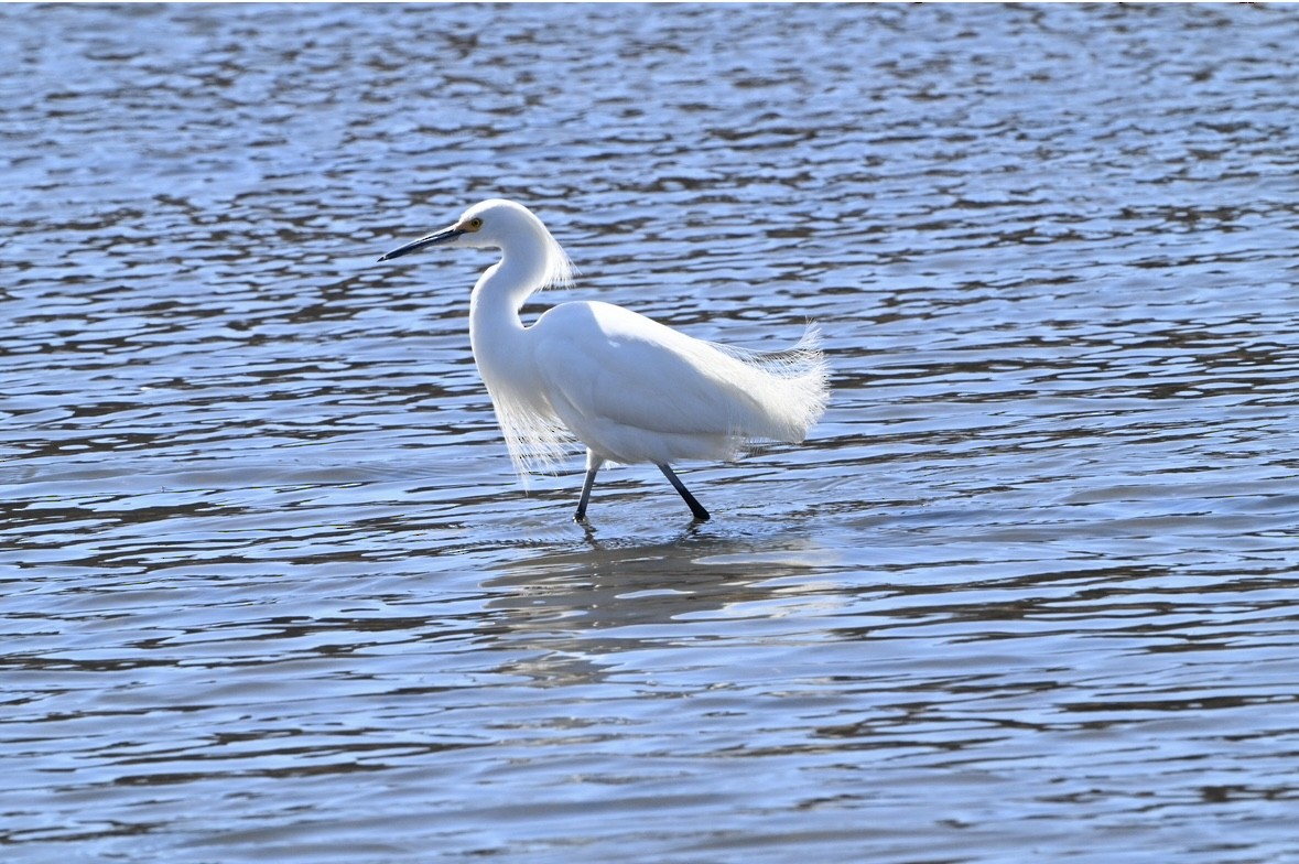 Snowy Egret - ML632769691