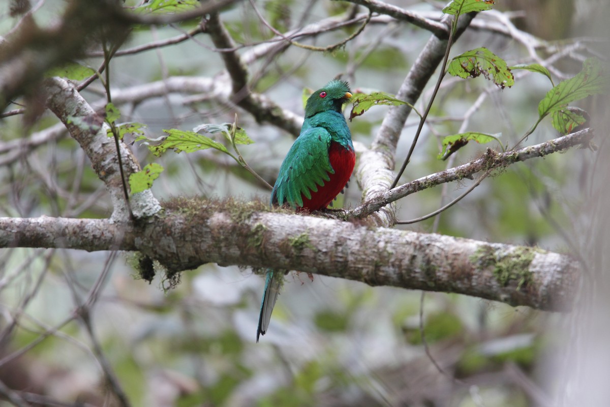 Crested Quetzal - ML632769700