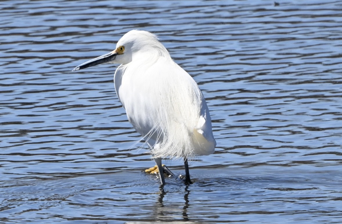 Snowy Egret - ML632769831