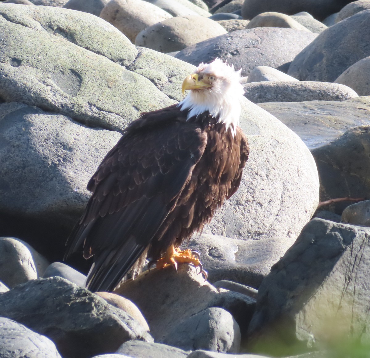 Bald Eagle - ML632770159