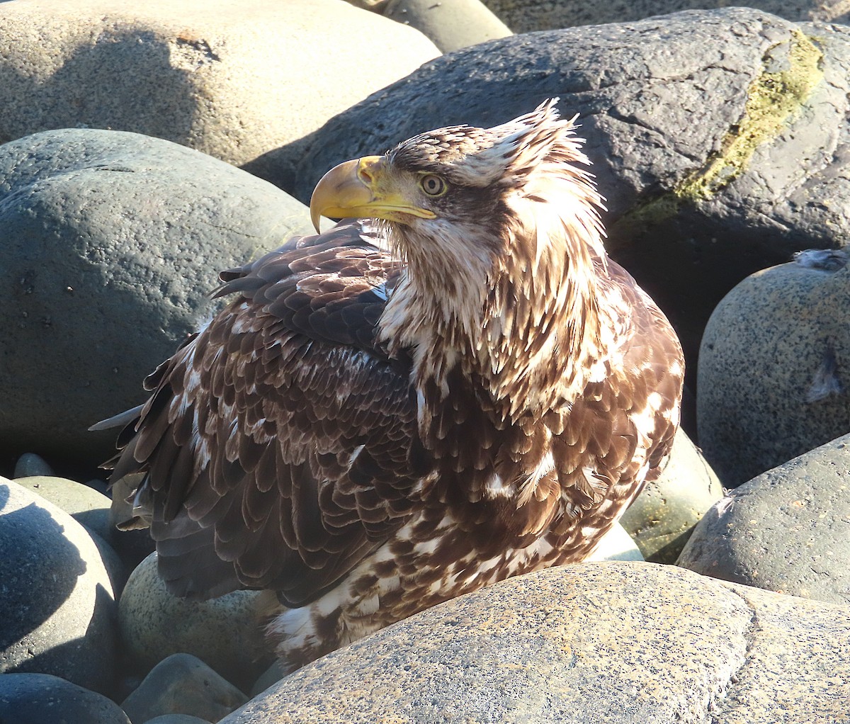 Bald Eagle - ML632770167