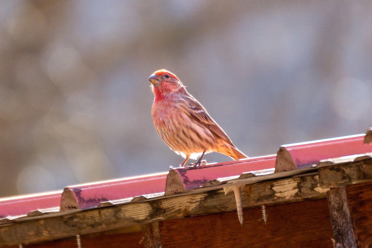 House Finch - ML632770202