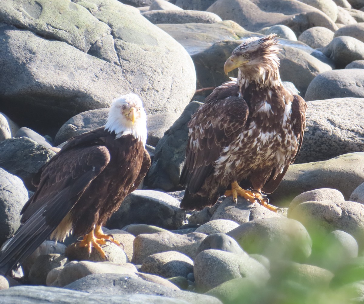 Bald Eagle - ML632770213