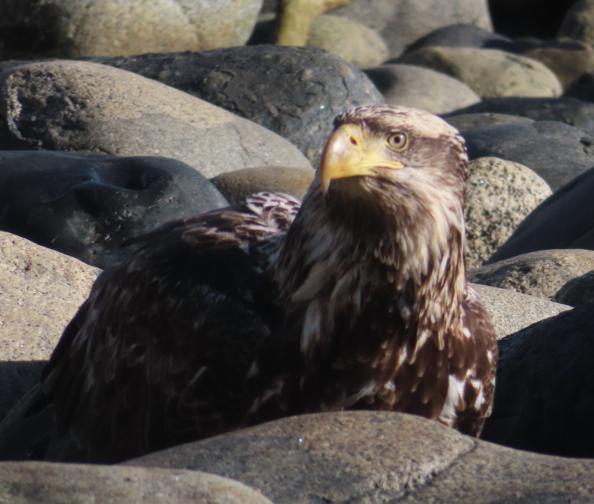 Bald Eagle - ML632770227