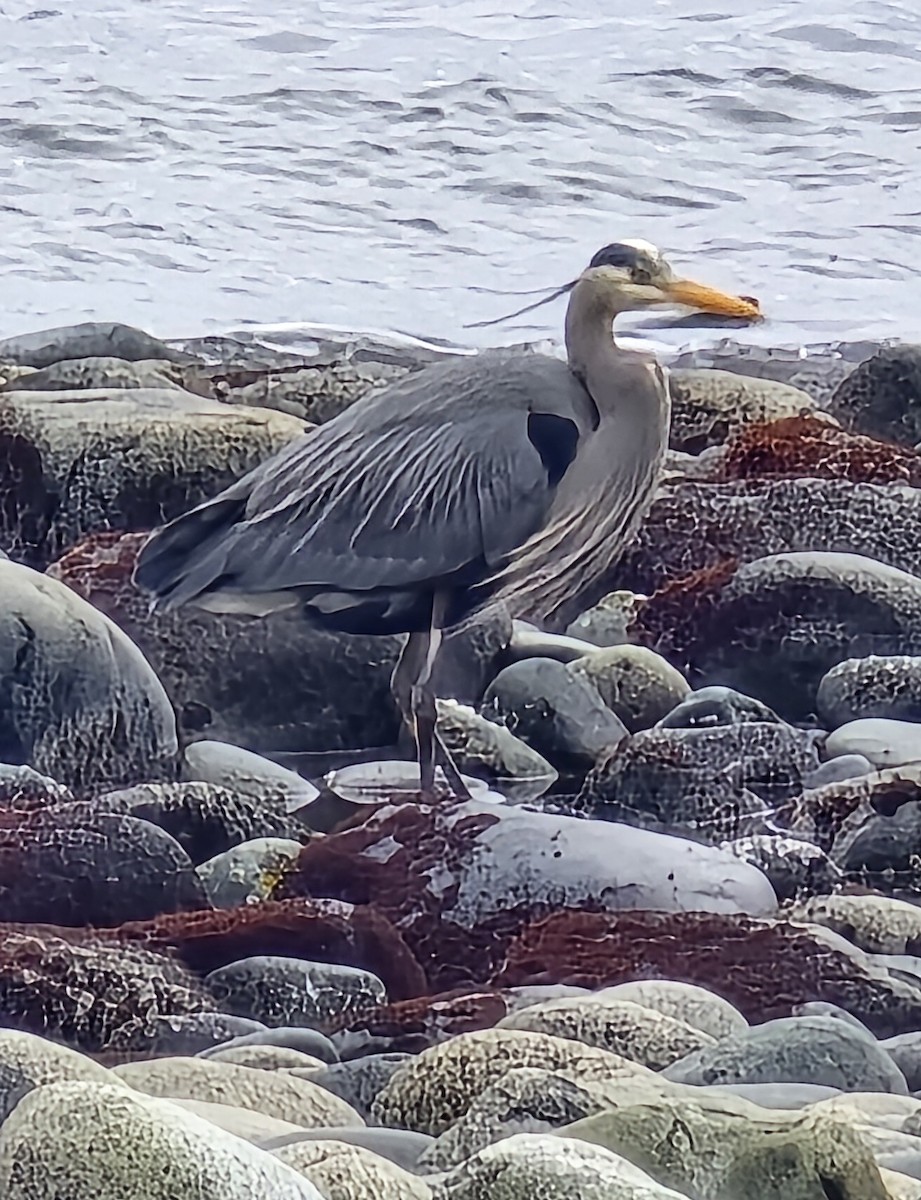 Great Blue Heron - ML632770255