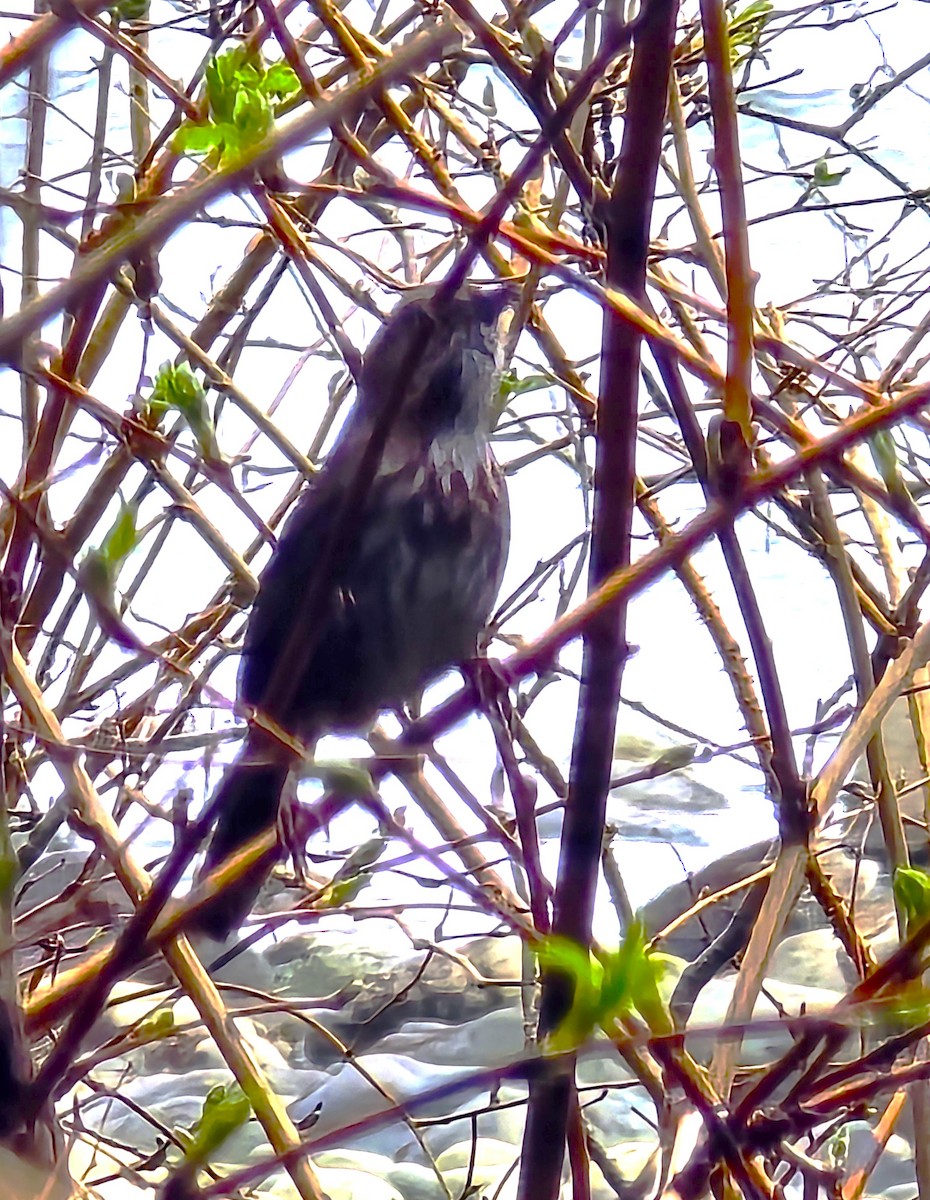 Song Sparrow - ML632770269
