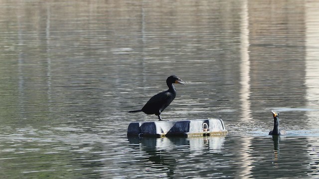 Cormorán Orejudo - ML632770270