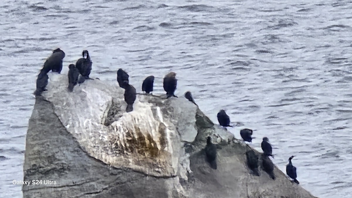 海鸕鷀 - ML632770280