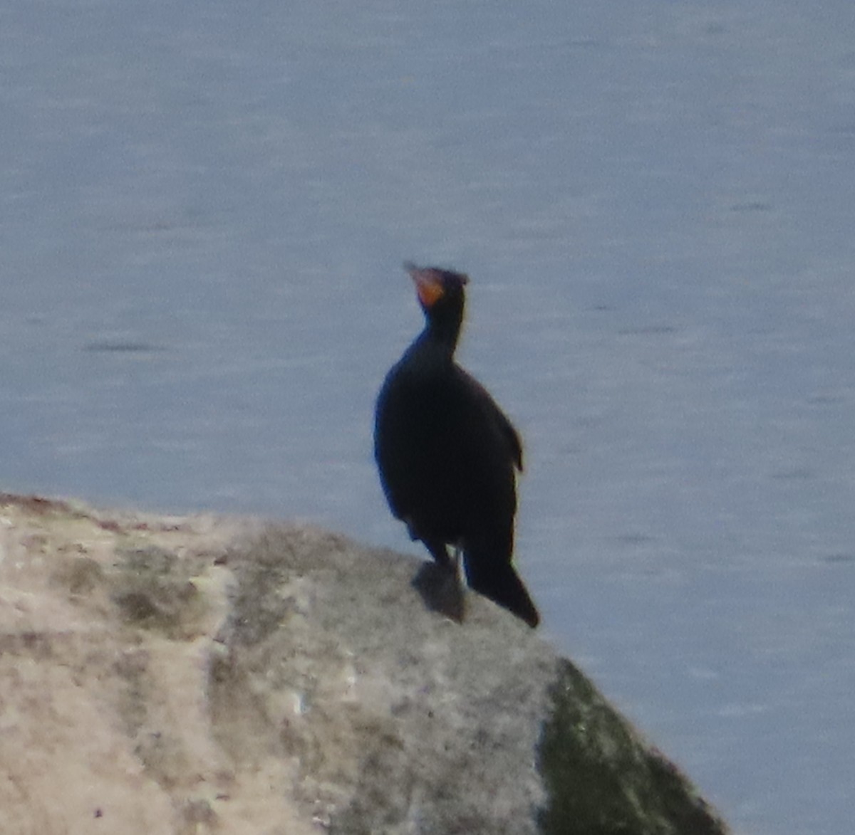 Double-crested Cormorant - ML632770289