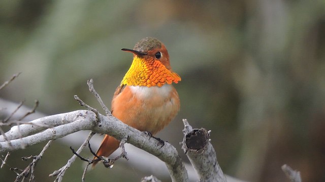 Allen's Hummingbird - ML632770317