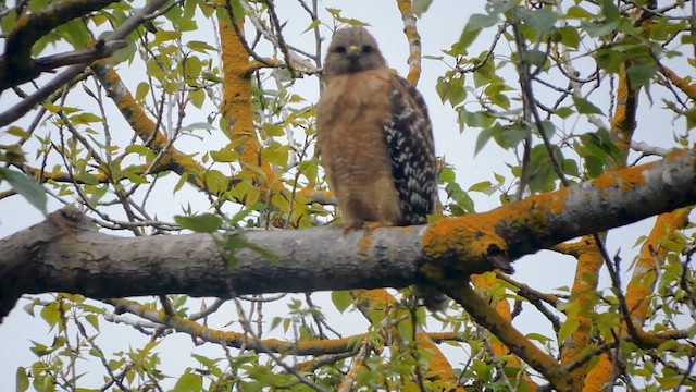 Red-shouldered Hawk - ML632770320