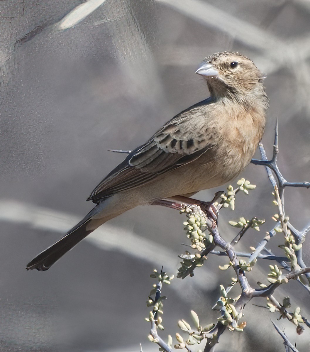 Lark-like Bunting - ML632770395