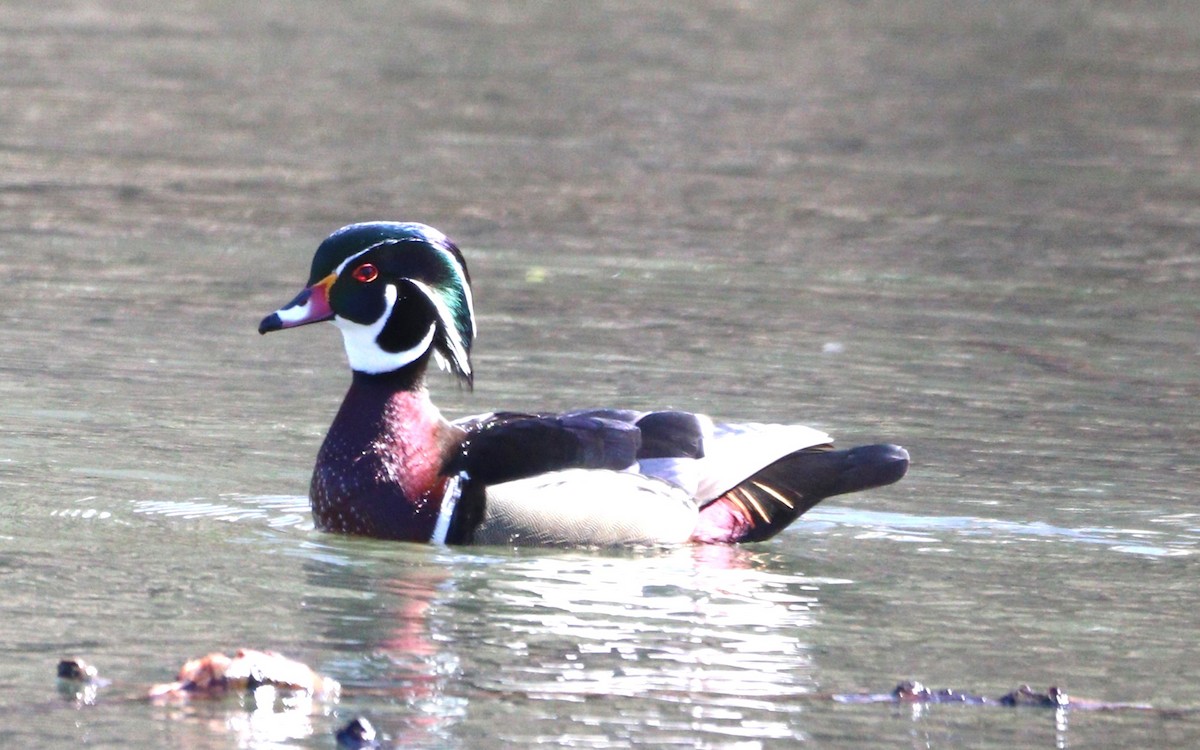 Wood Duck - ML632770422