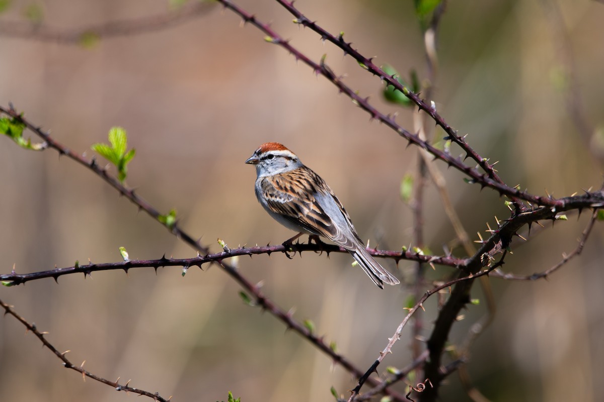 Chipping Sparrow - ML632770618