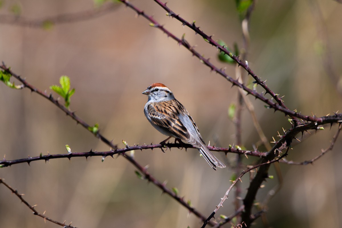 Chipping Sparrow - ML632770619