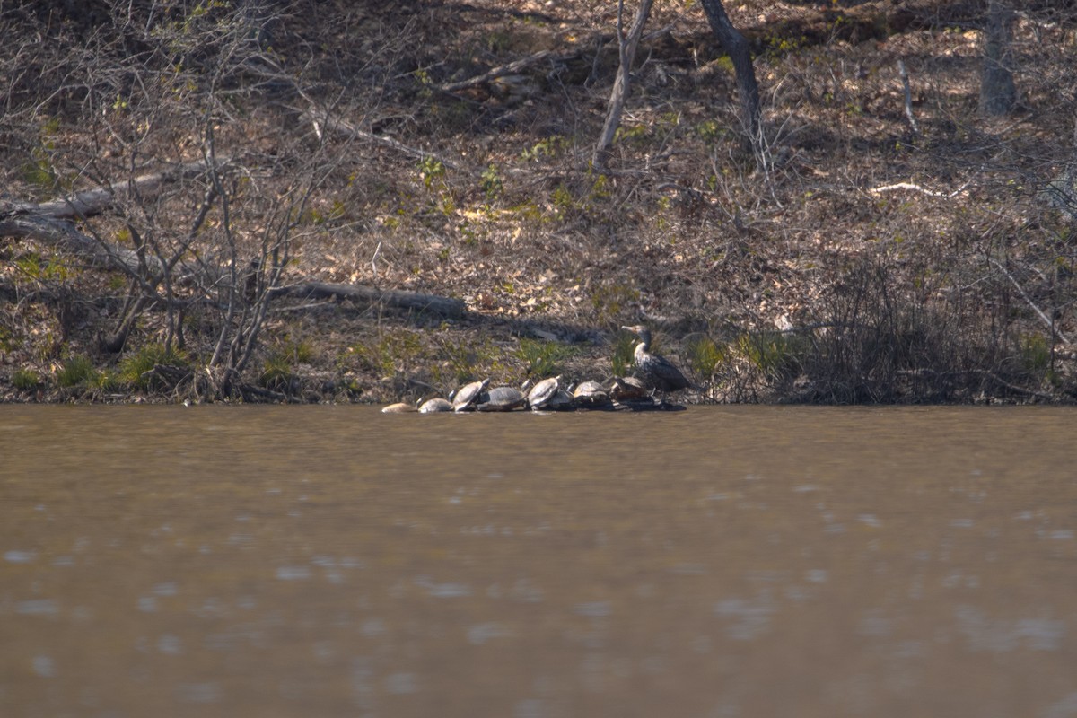 Double-crested Cormorant - ML632770674