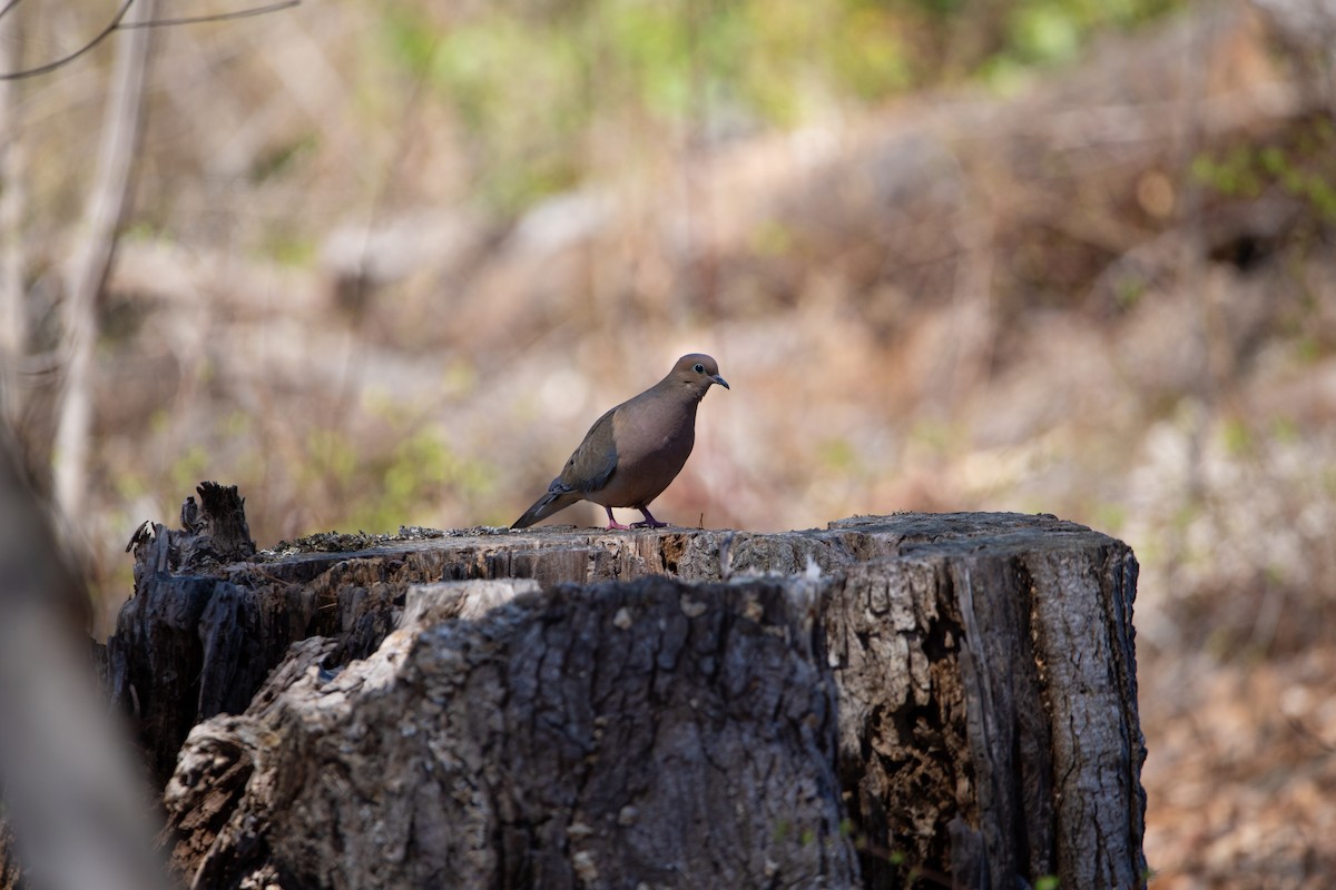 Mourning Dove - ML632770725
