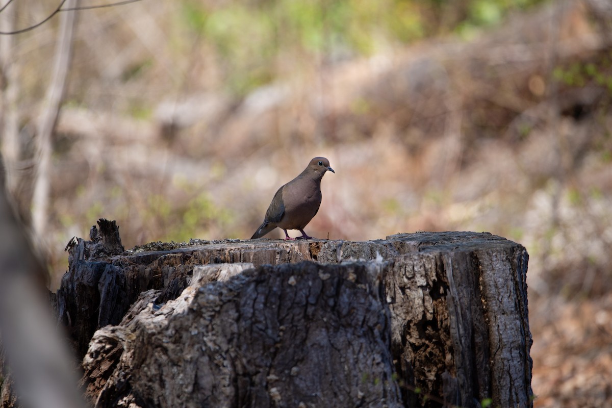 Mourning Dove - ML632770726