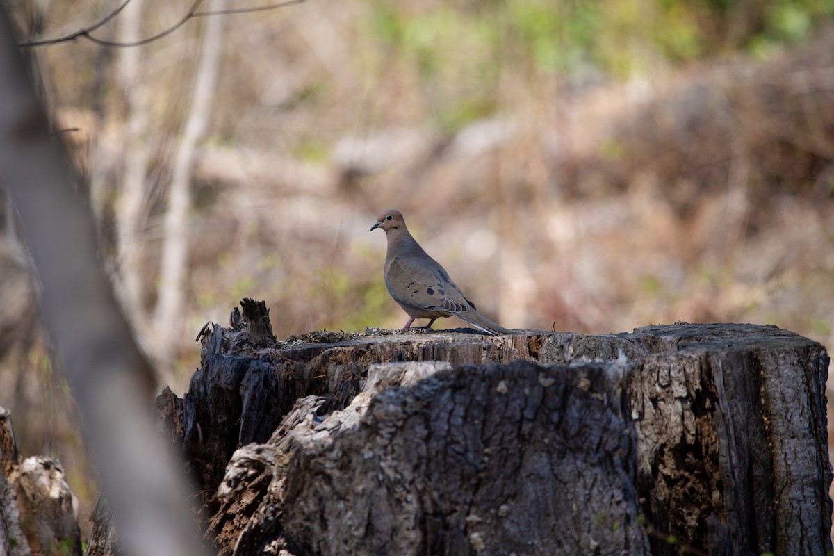 Mourning Dove - ML632770737