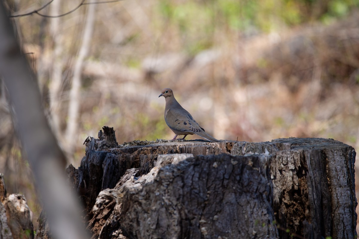 Mourning Dove - ML632770738