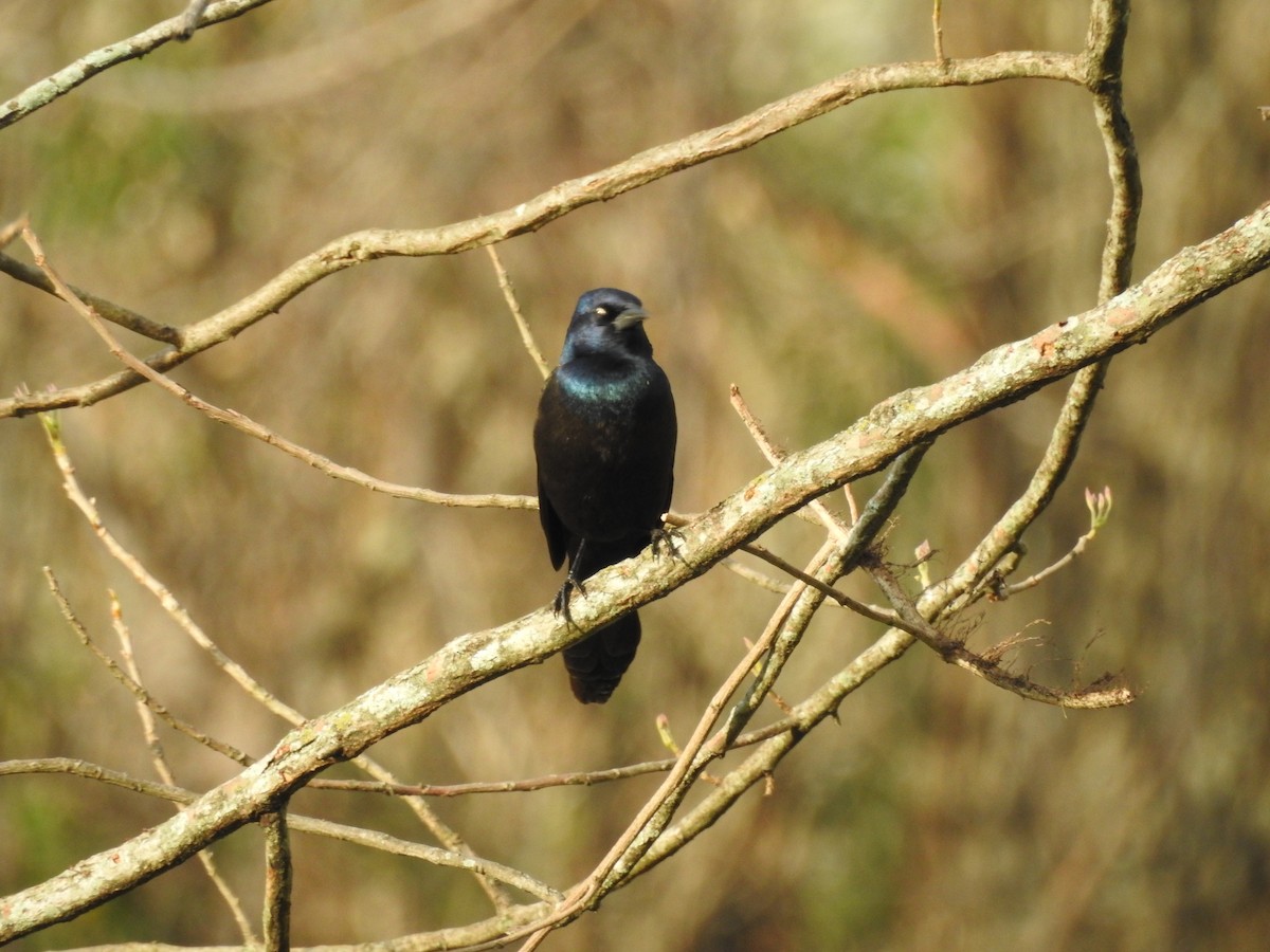 Common Grackle - ML632770748