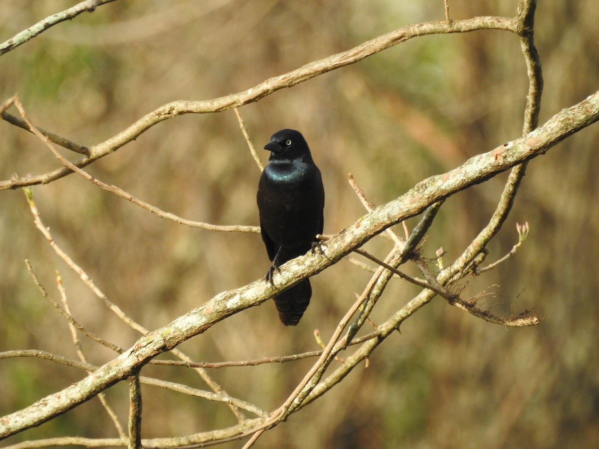Common Grackle - ML632770749