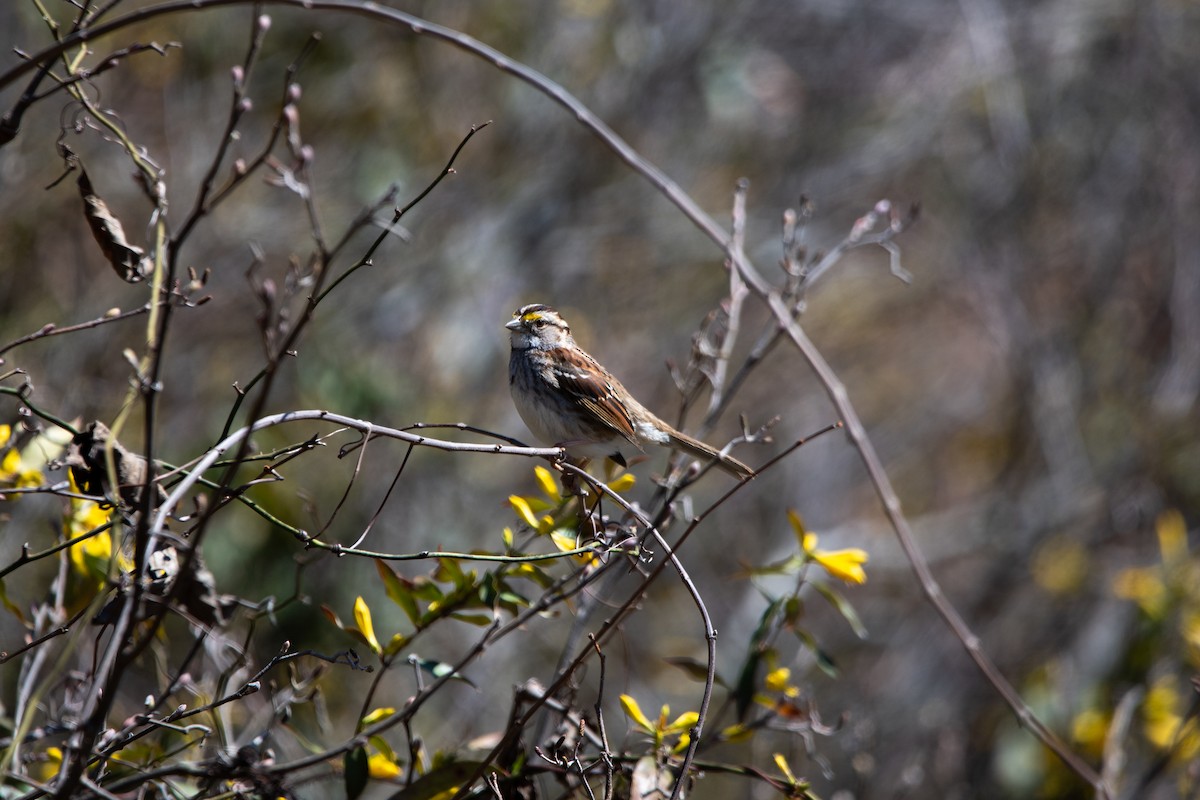 White-throated Sparrow - ML632770778