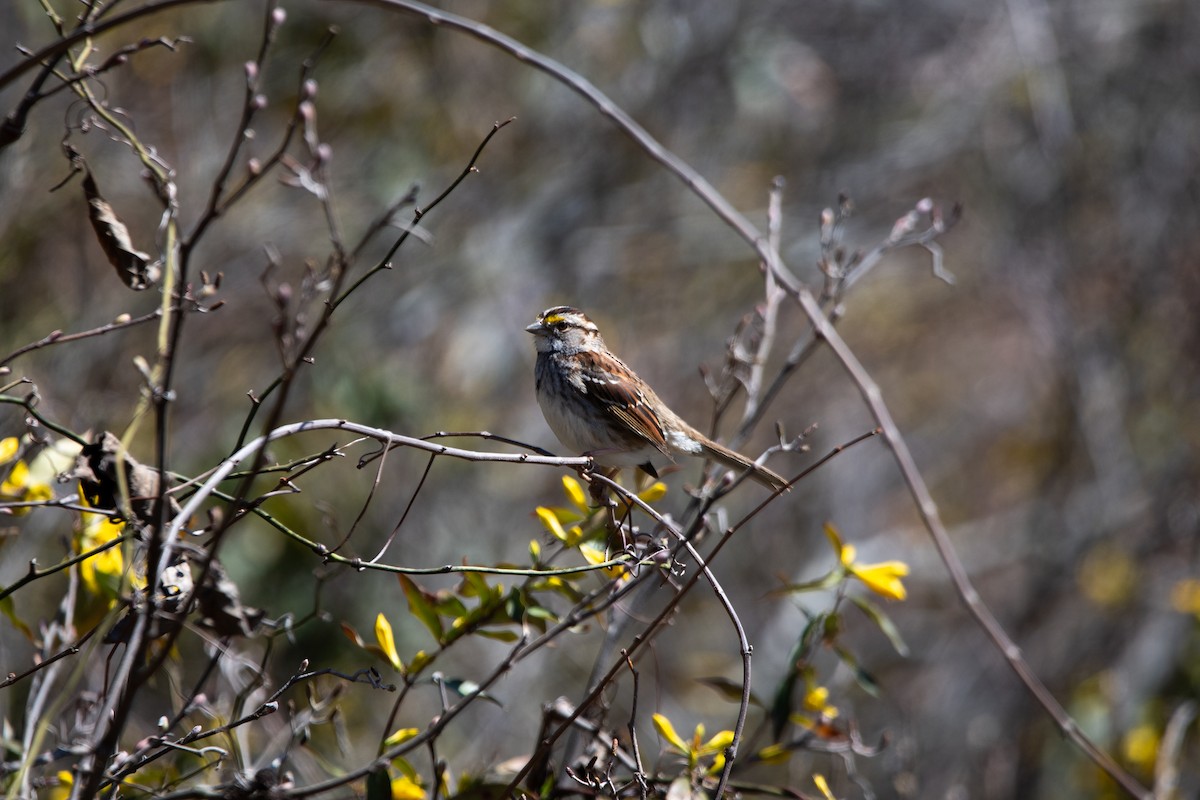 White-throated Sparrow - ML632770779