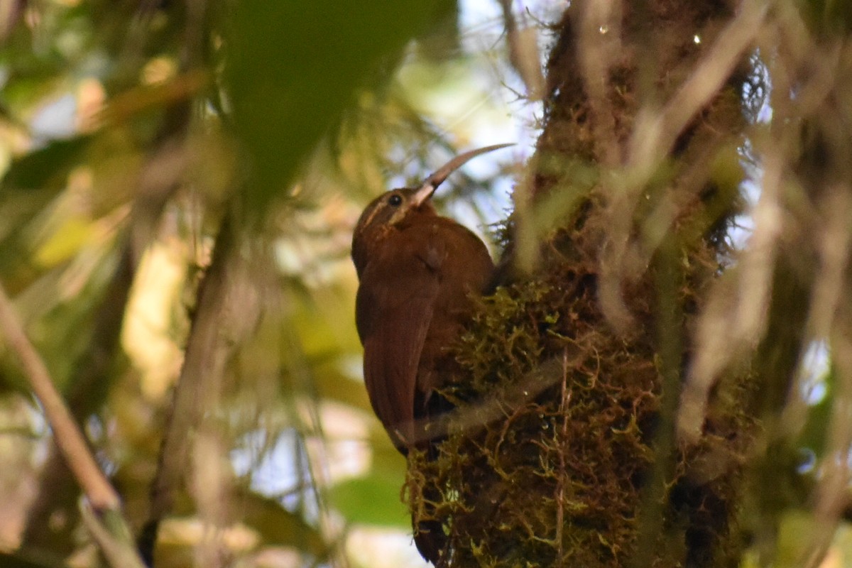 Greater Scythebill - ML632770805