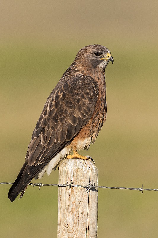 Swainson's Hawk - ML63277081