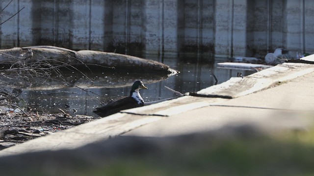 Mallard (Domestic type) - ML632770872