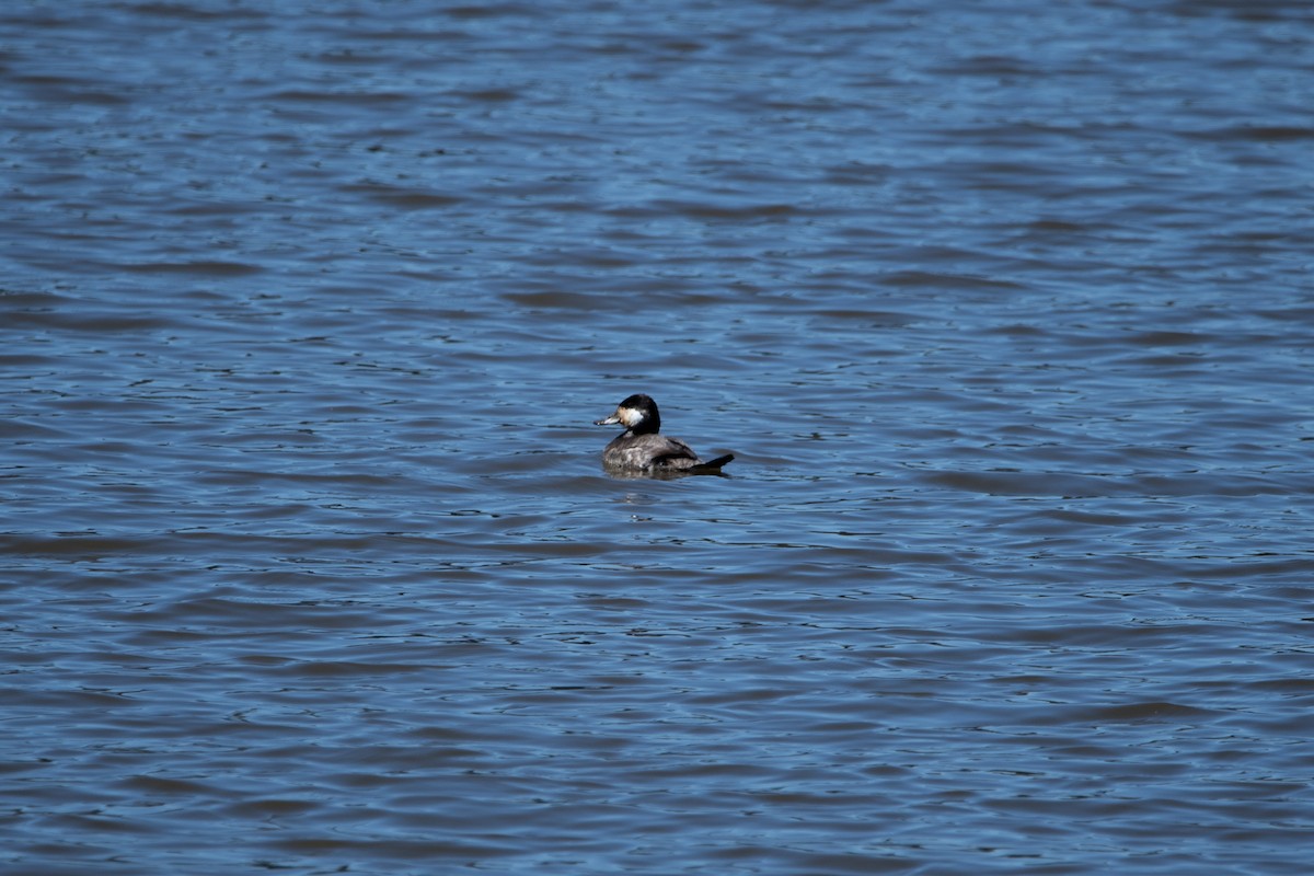 Ruddy Duck - ML632770903