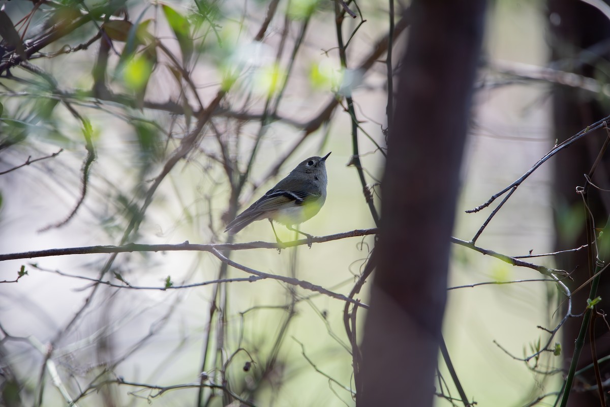Blue-gray Gnatcatcher - ML632770966