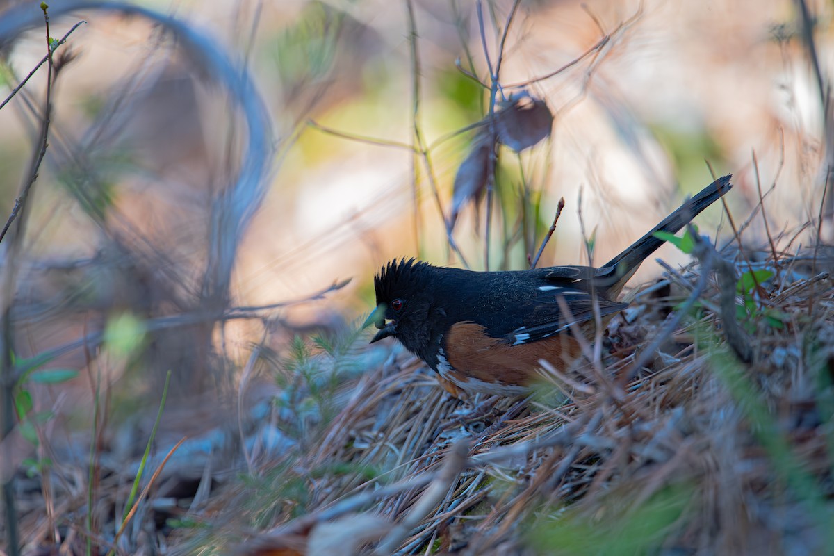 Eastern Towhee - ML632771024