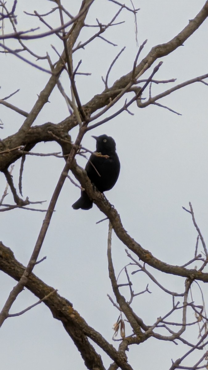 Rusty Blackbird - ML632771043
