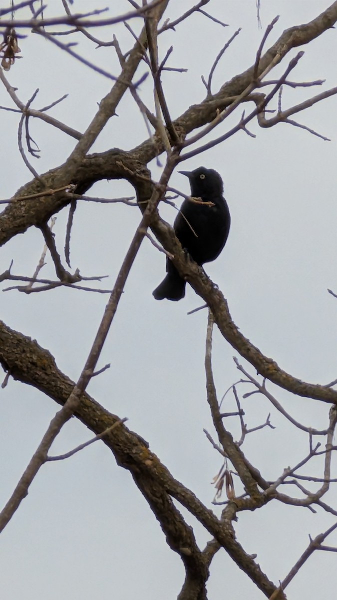 Rusty Blackbird - ML632771053