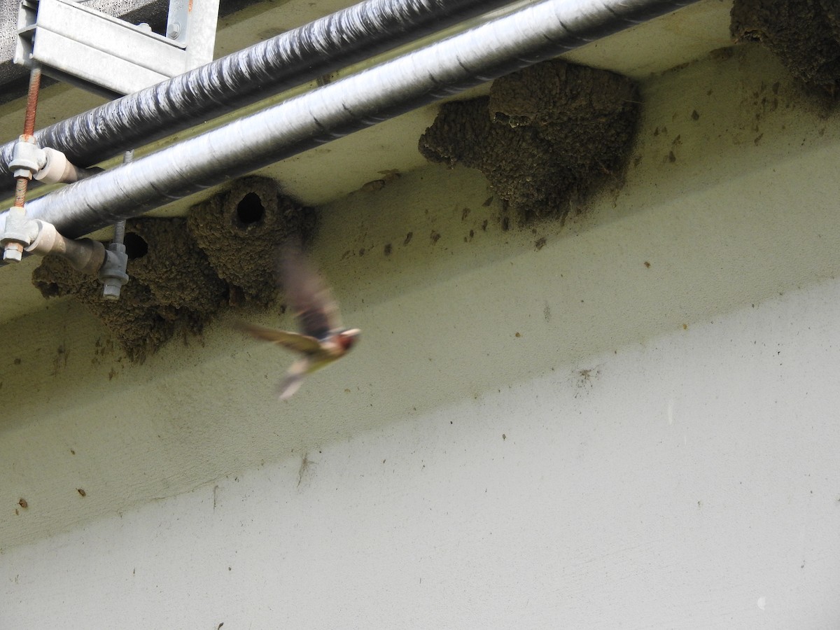 Cliff Swallow - ML632771056