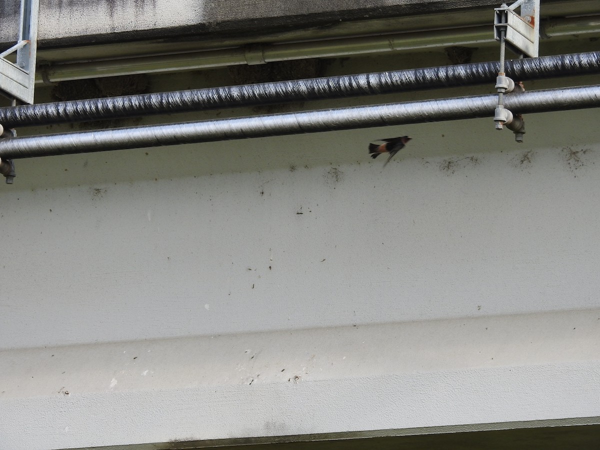 Cliff Swallow - ML632771062