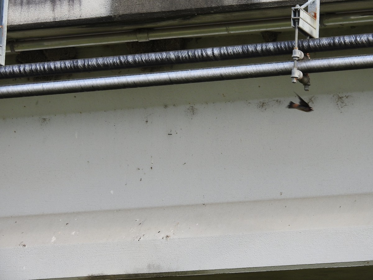 Cliff Swallow - ML632771063
