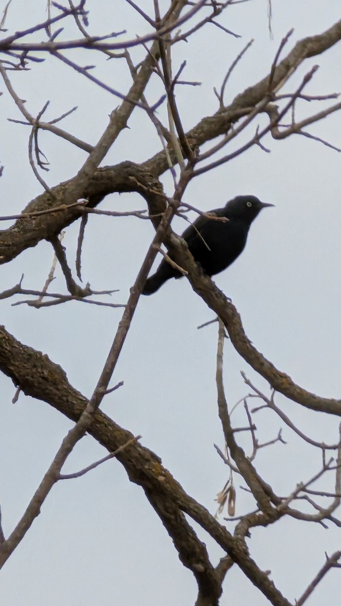 Rusty Blackbird - ML632771073