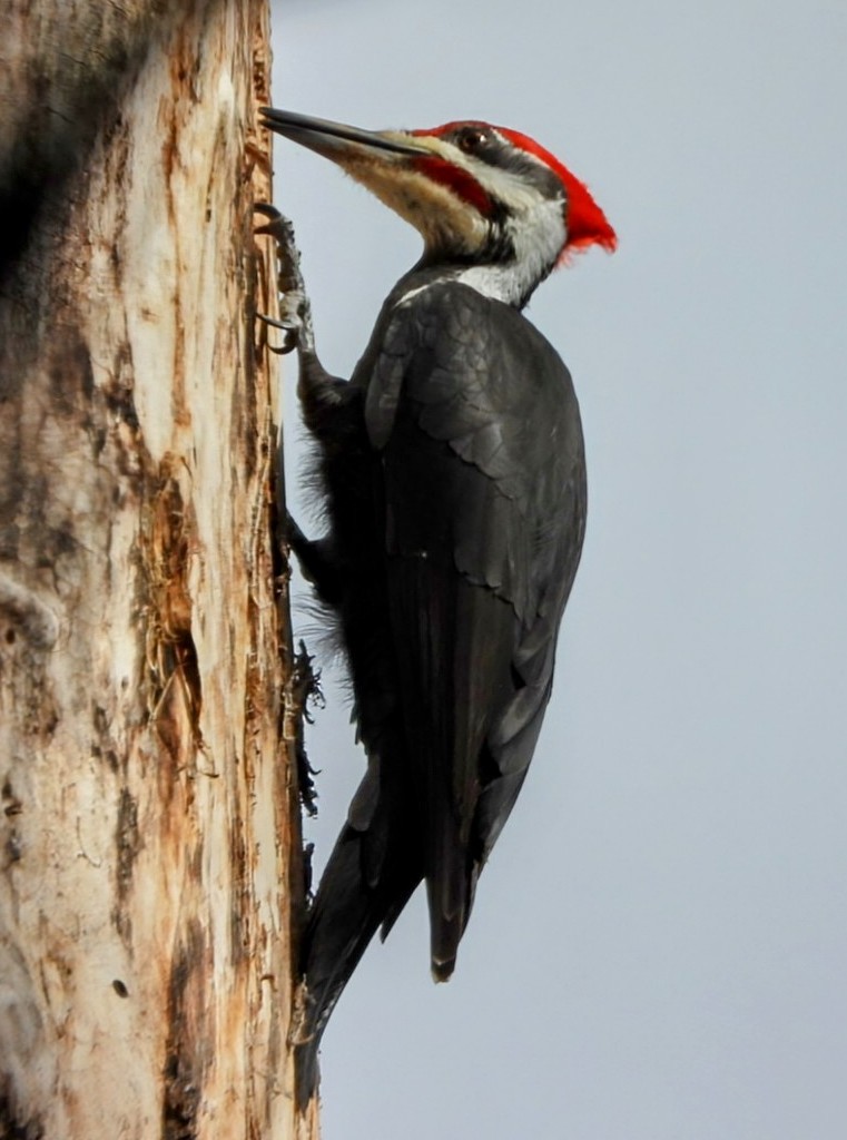 Pileated Woodpecker - ML632771101