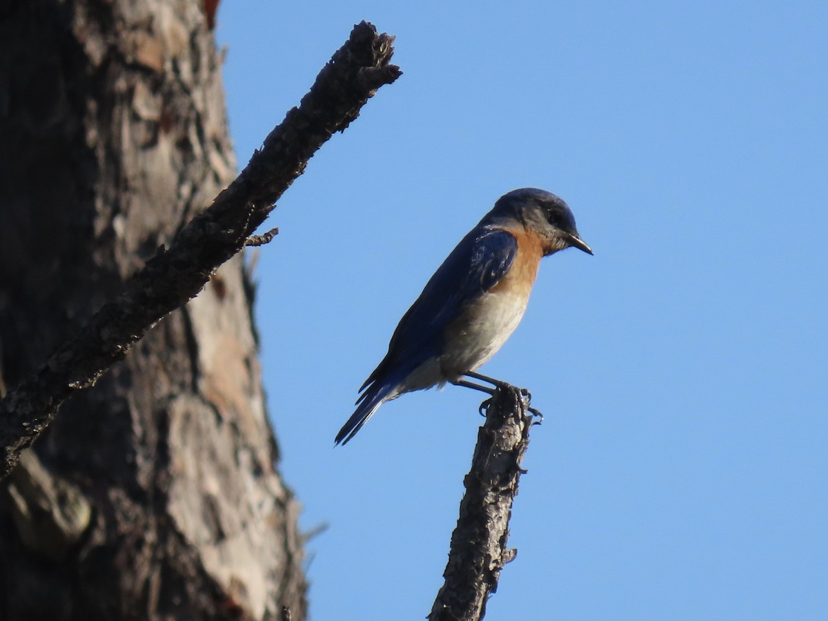 Eastern Bluebird - ML632771141