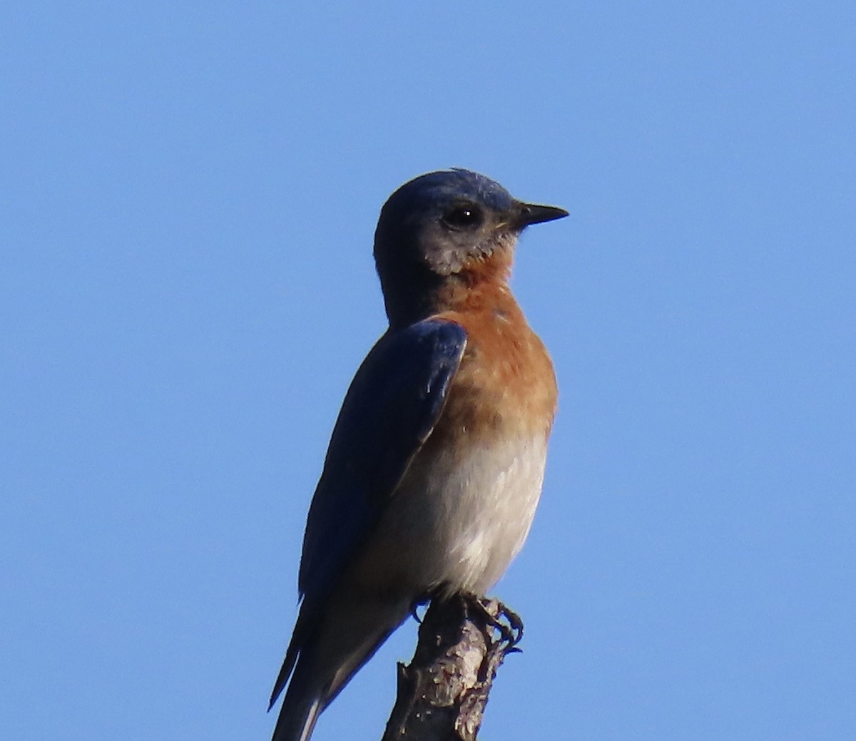 Eastern Bluebird - ML632771142