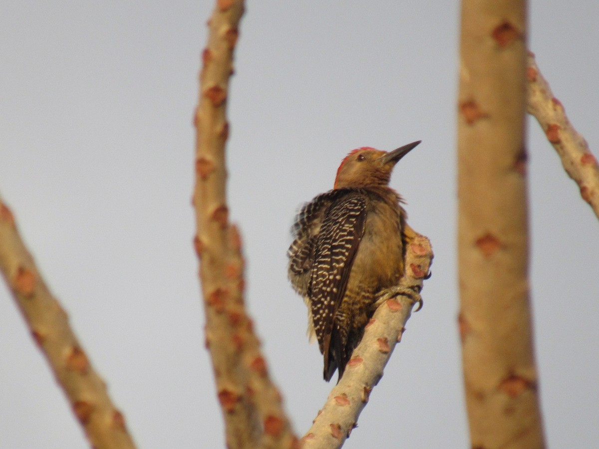 Golden-fronted Woodpecker - ML632771157