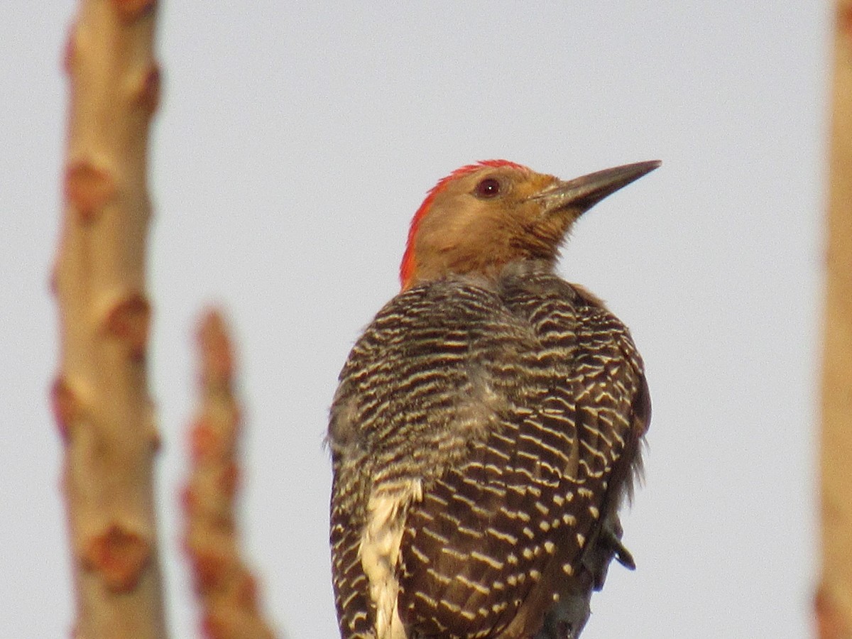 Golden-fronted Woodpecker - ML632771158