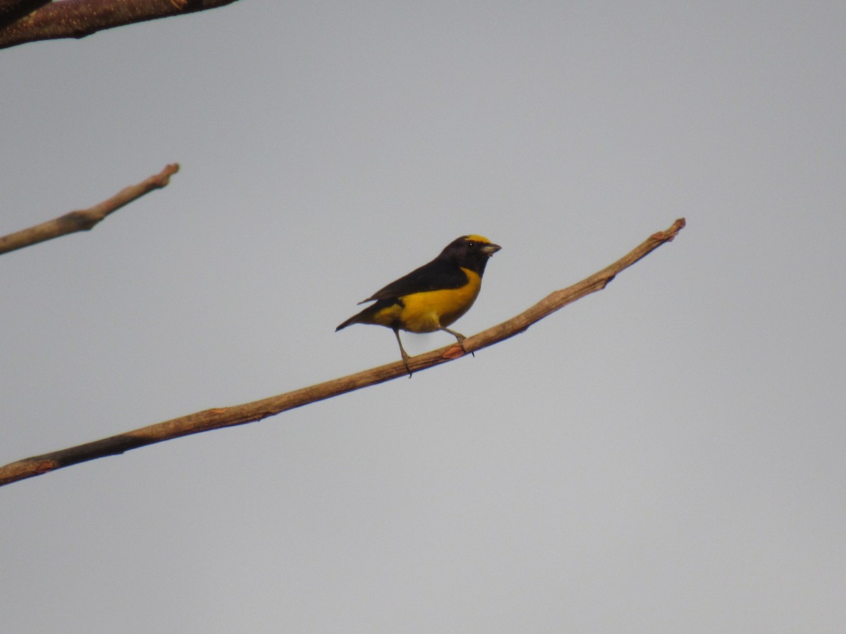 Scrub Euphonia - ML632771170