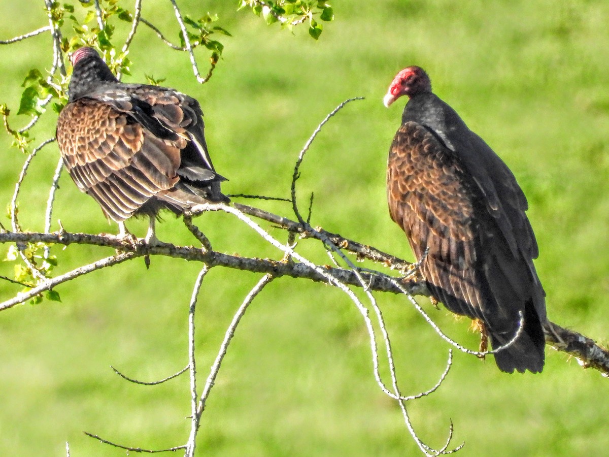 Turkey Vulture - ML632771177