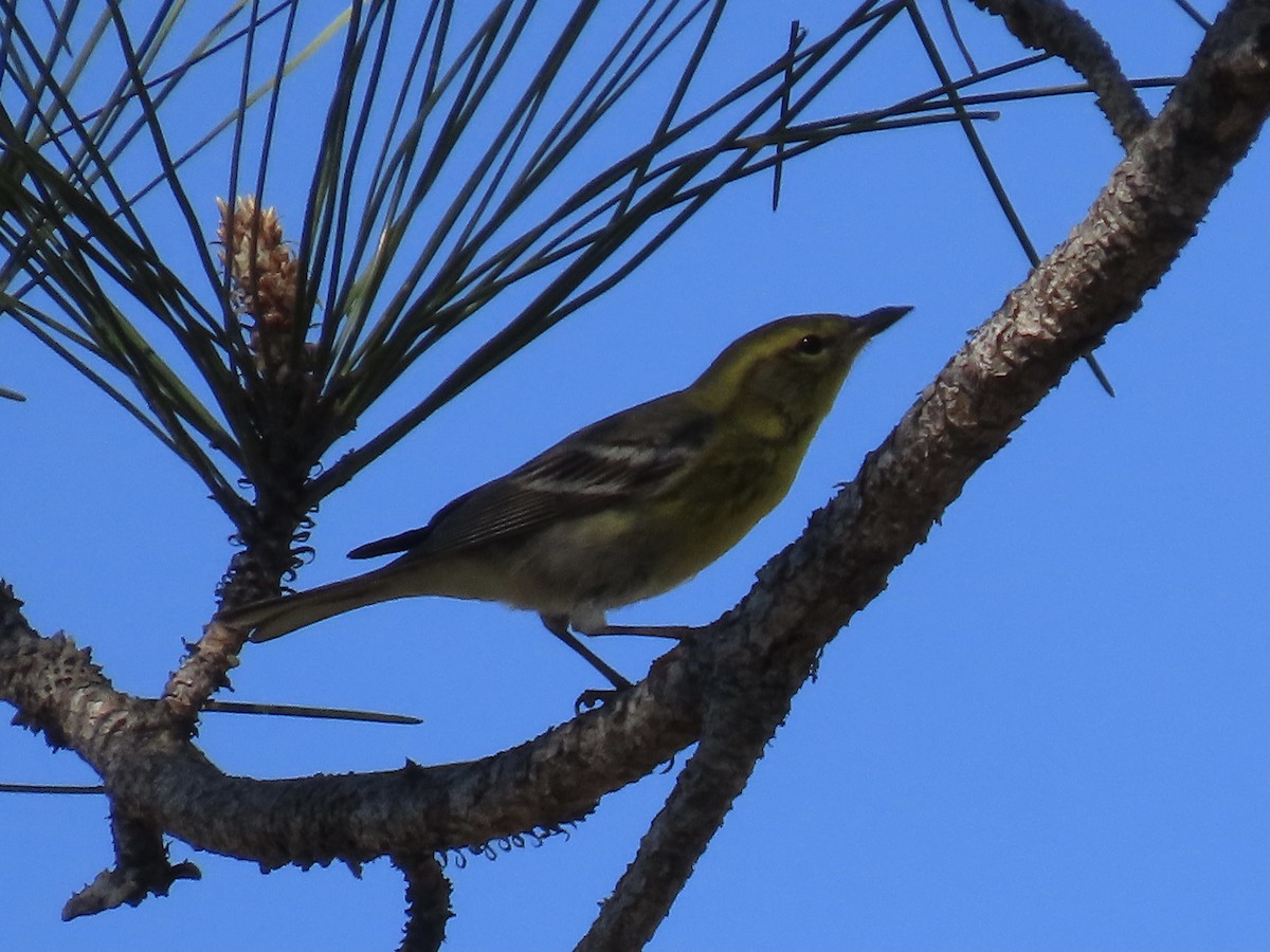 Pine Warbler - ML632771179