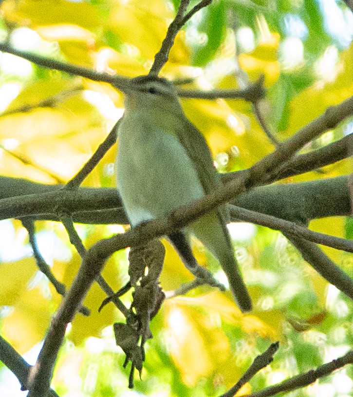 Chivi Vireo (migratory) - ML632771183